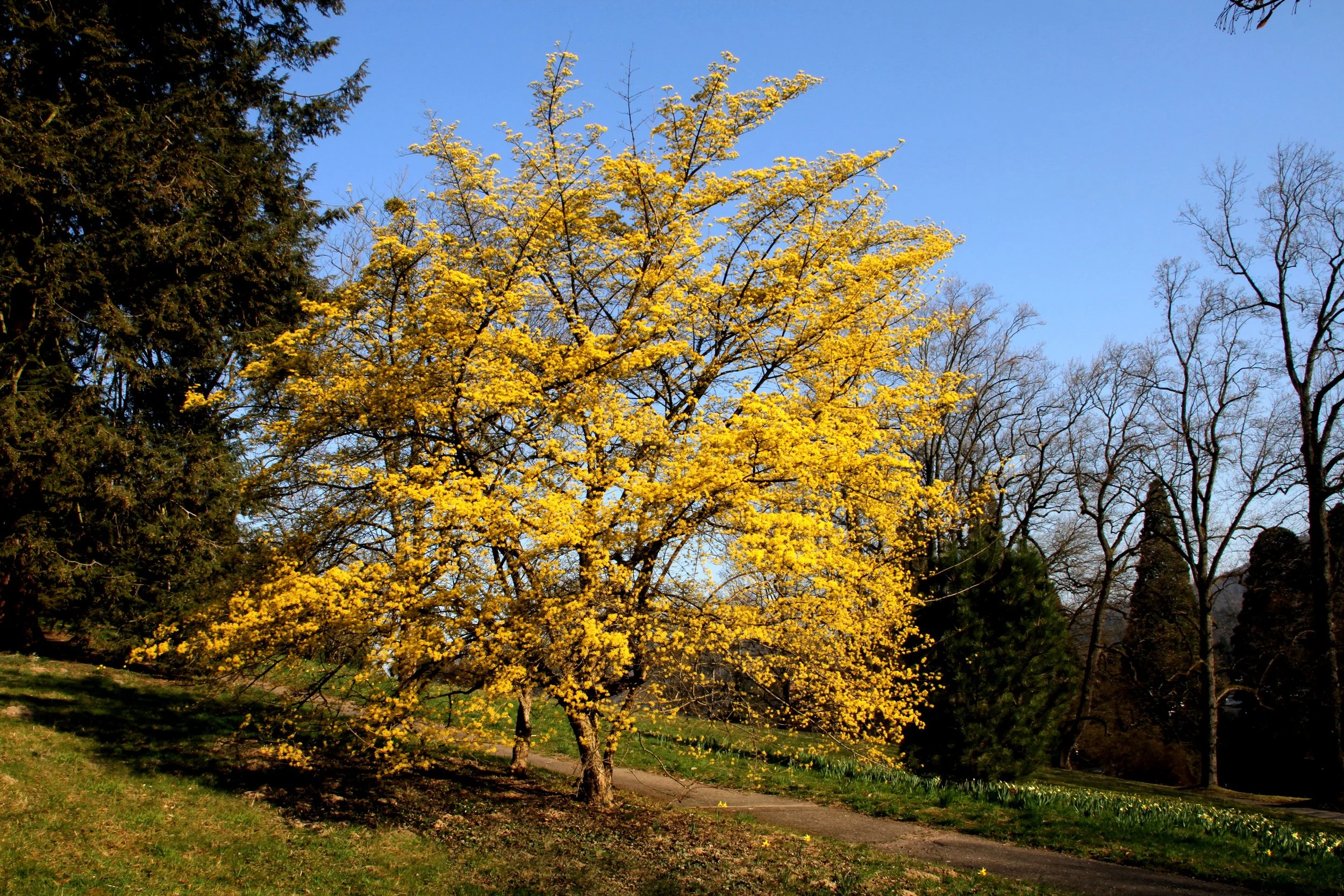Cornelian Cherry — Wanderlust Nursery